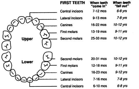 dental teeth
