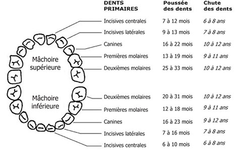 dental teeth